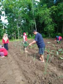 GIAT PENANAMAN TOGA DESA SIAGA KALURAHAN SEMANU